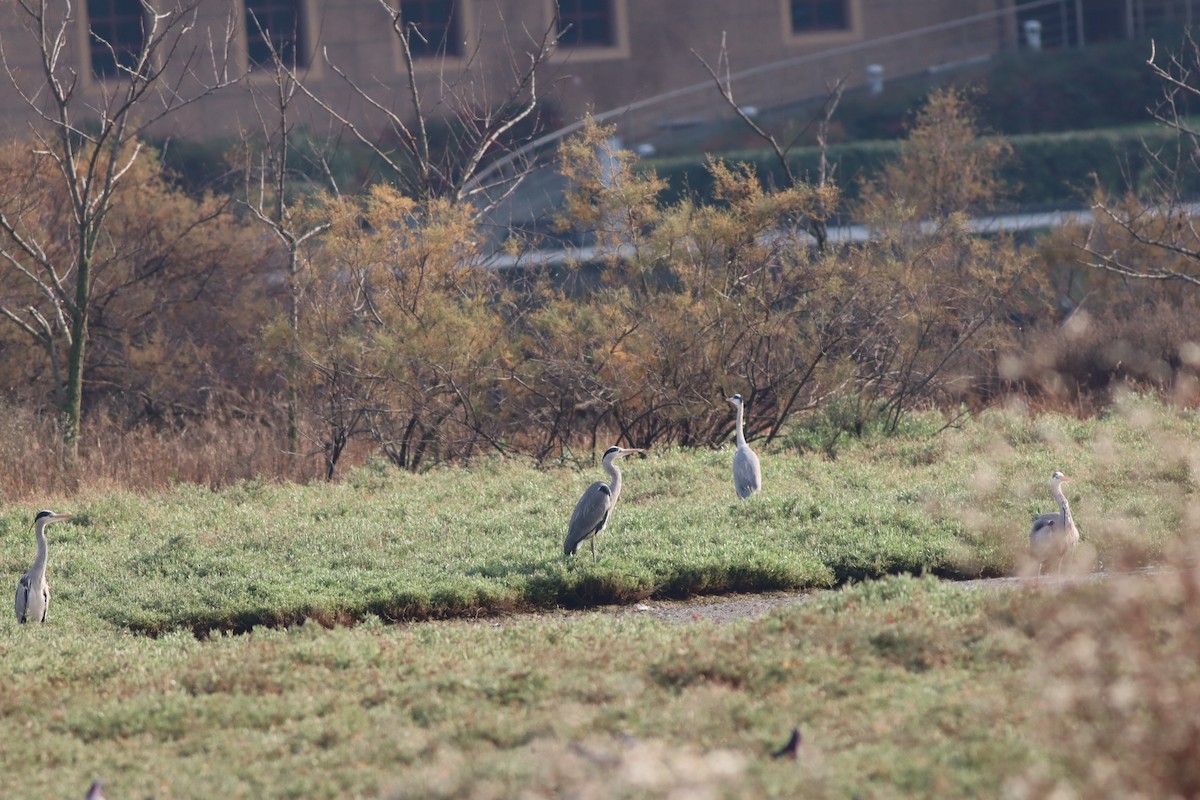 Gray Heron - ML646234244