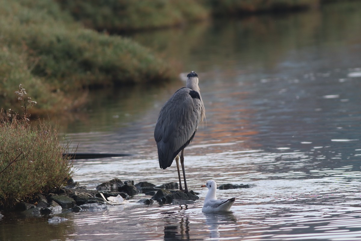 Gray Heron - ML646234245