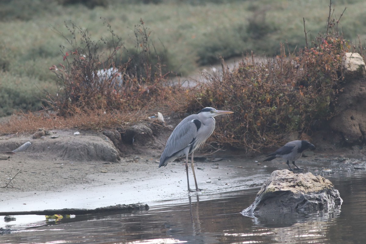 Gray Heron - ML646234246