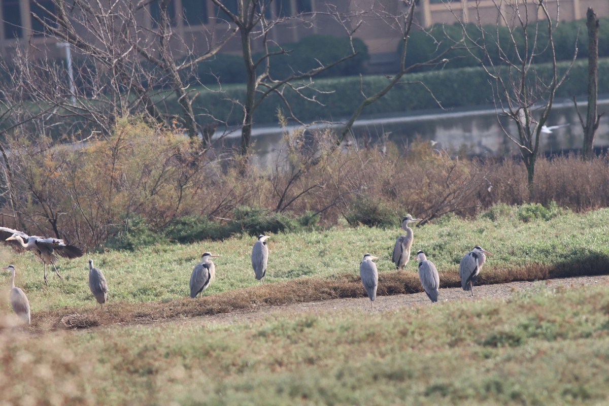 Gray Heron - ML646234247