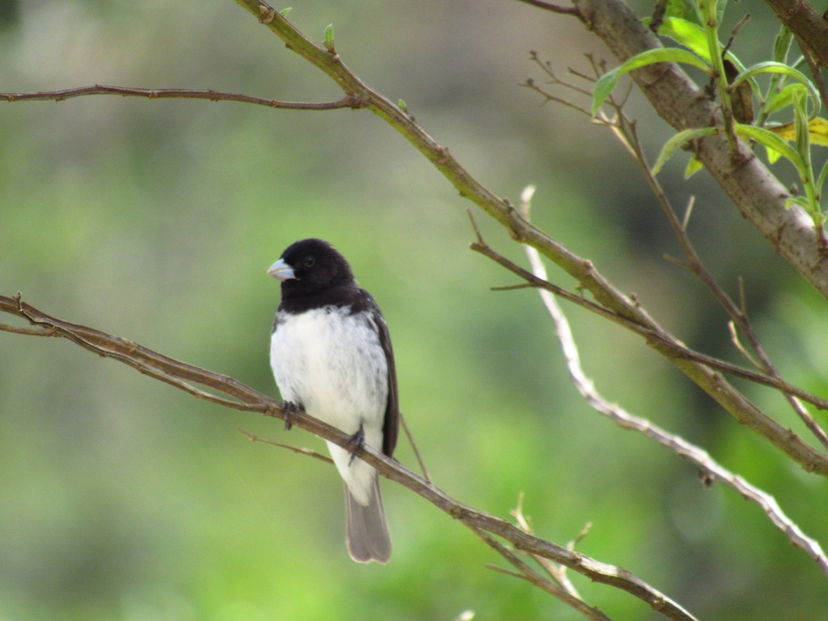 Dubois's Seedeater - ML646234248