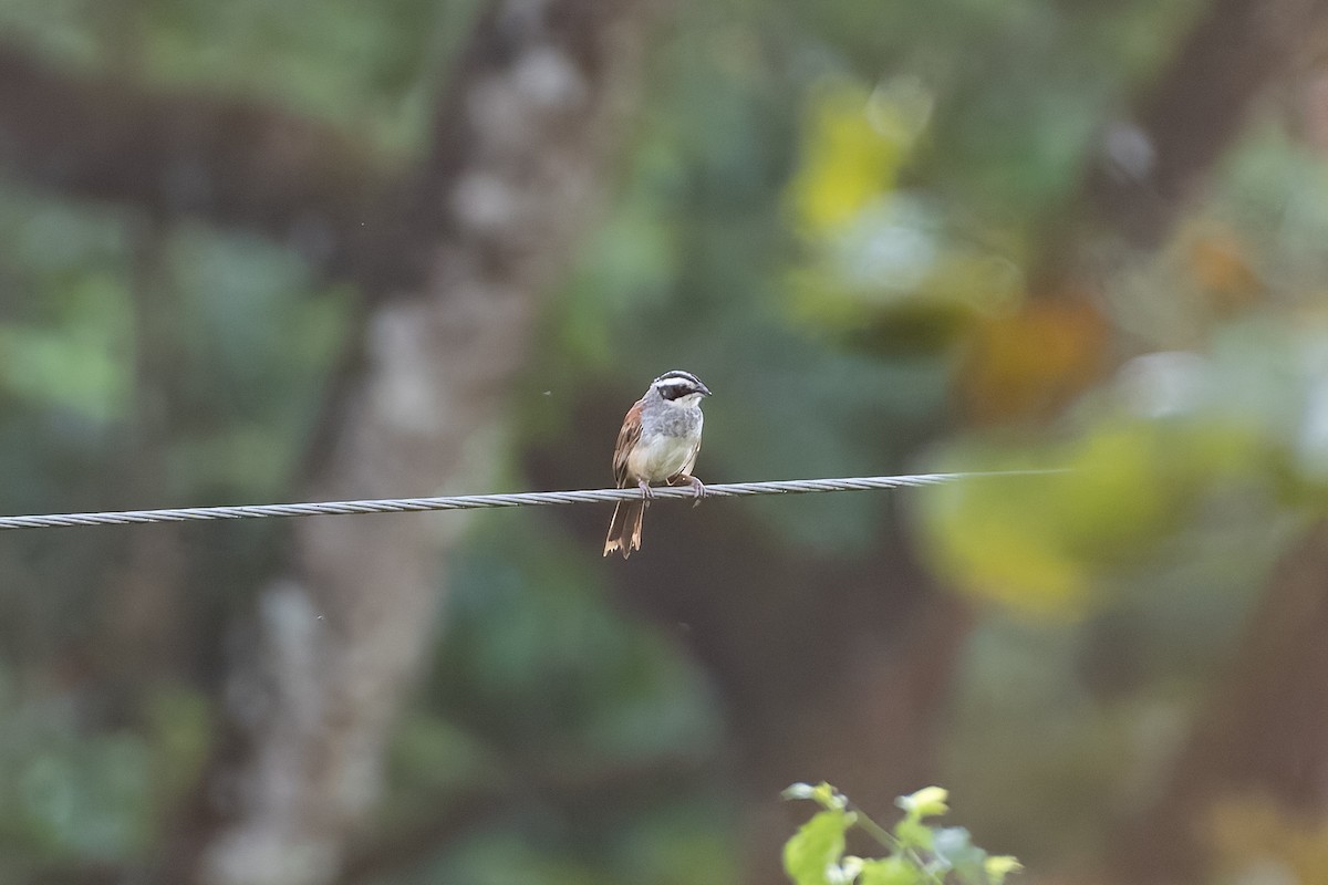 Stripe-headed Sparrow - ML646234249