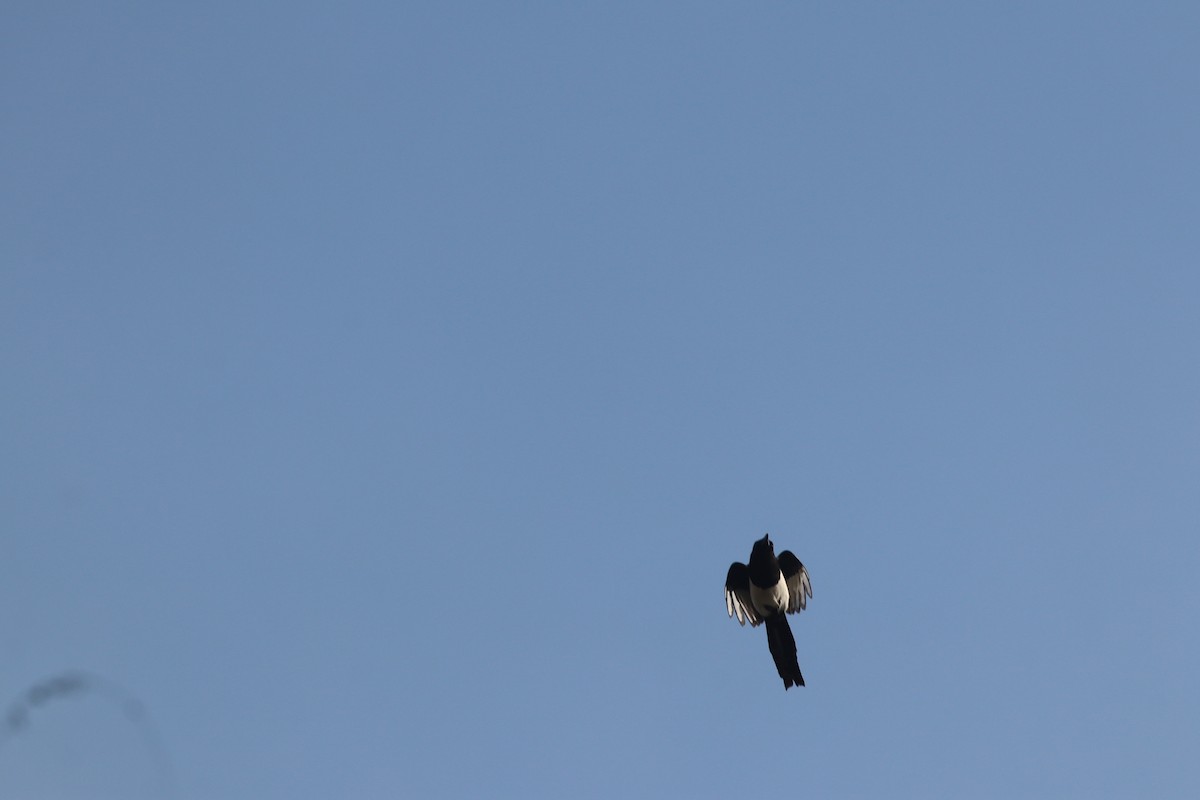 Eurasian Magpie - ML646234250