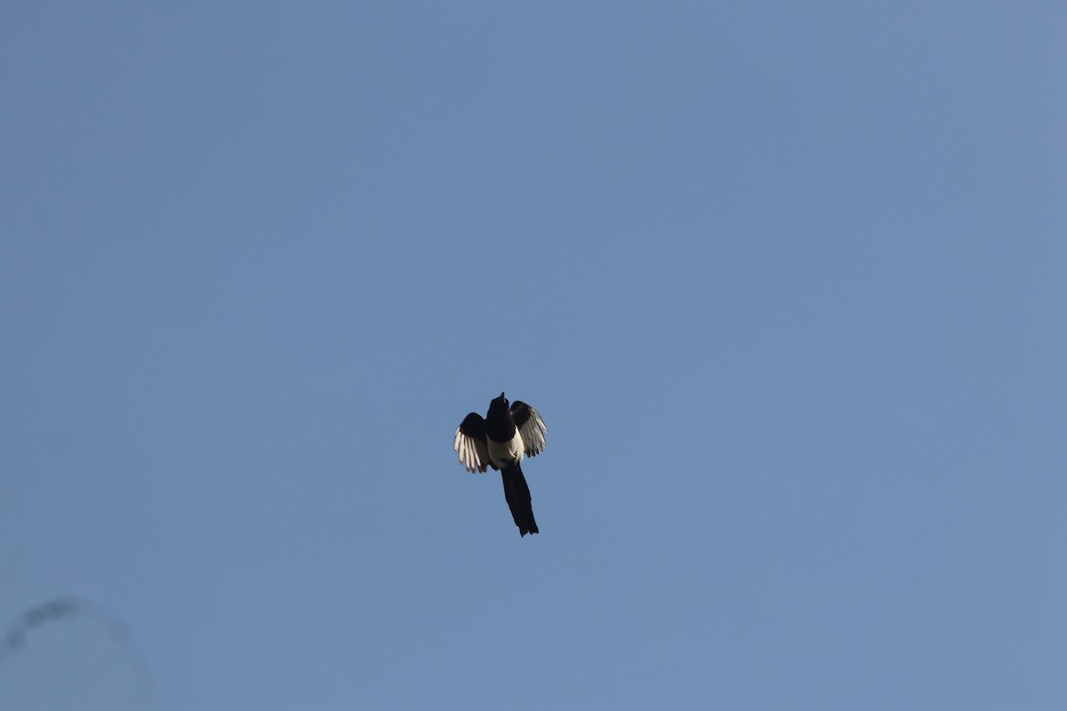 Eurasian Magpie - ML646234251