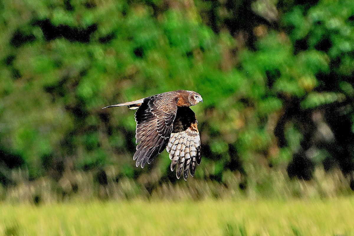 Alaca Delice - ML646234252