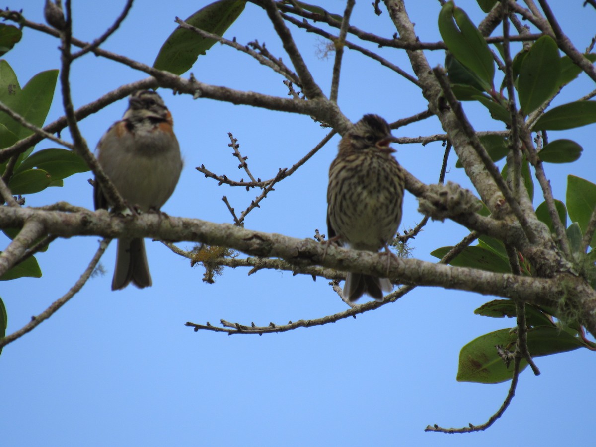 Rufous-collared Sparrow - ML646234253