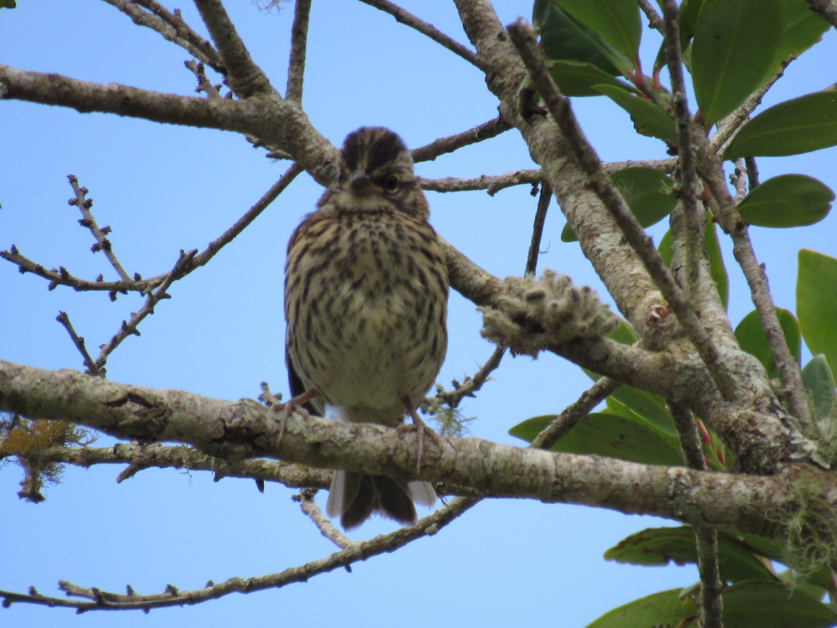 Rufous-collared Sparrow - ML646234254