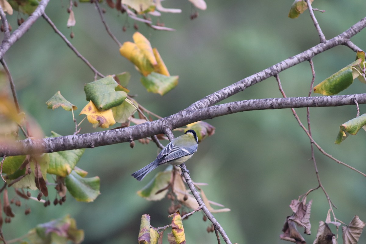 Kaskabeltz handia - ML646234255