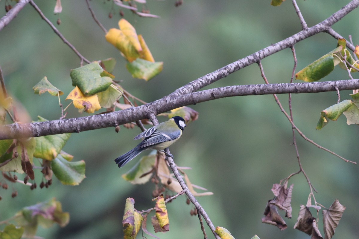 Kaskabeltz handia - ML646234256