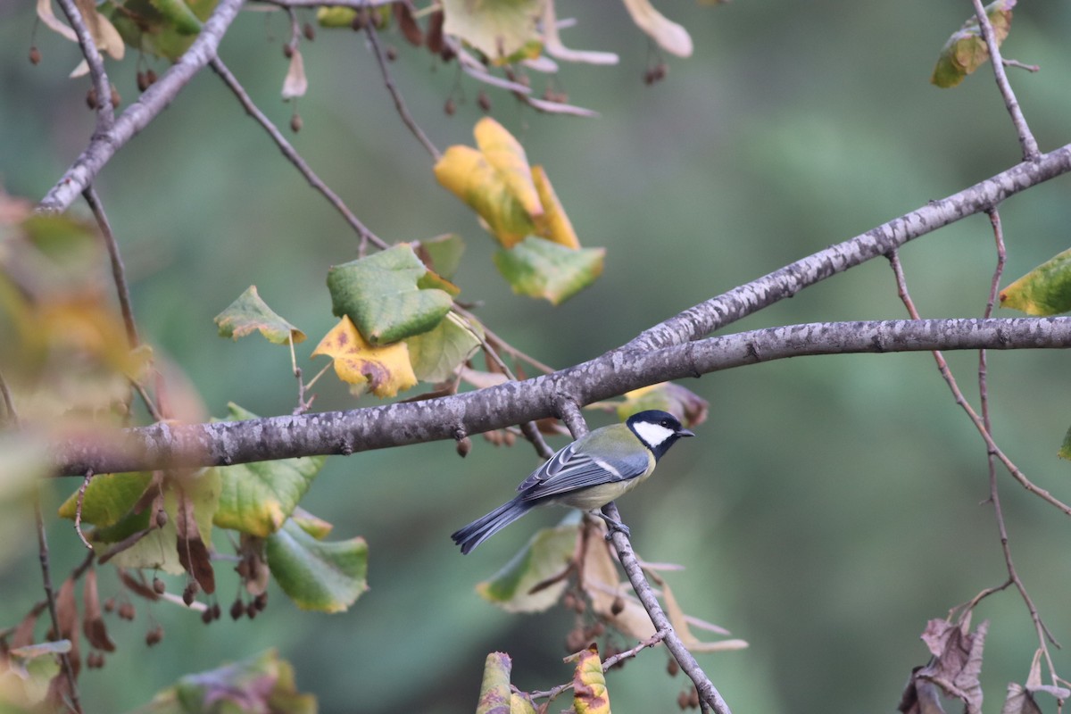 Great Tit - ML646234257