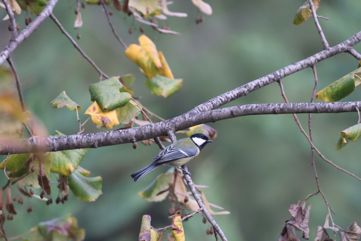 Kaskabeltz handia - ML646234258