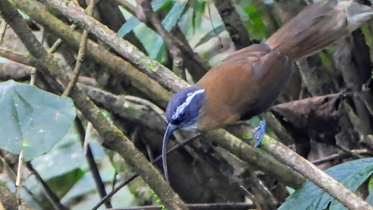 Slender-billed Scimitar-Babbler - ML646234259