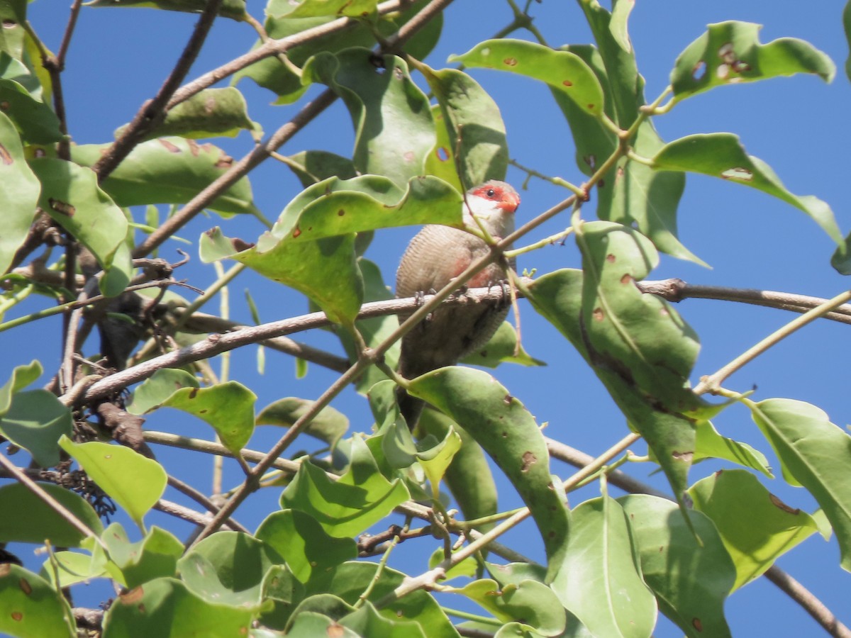 Estrilda mokogorria - ML646234260