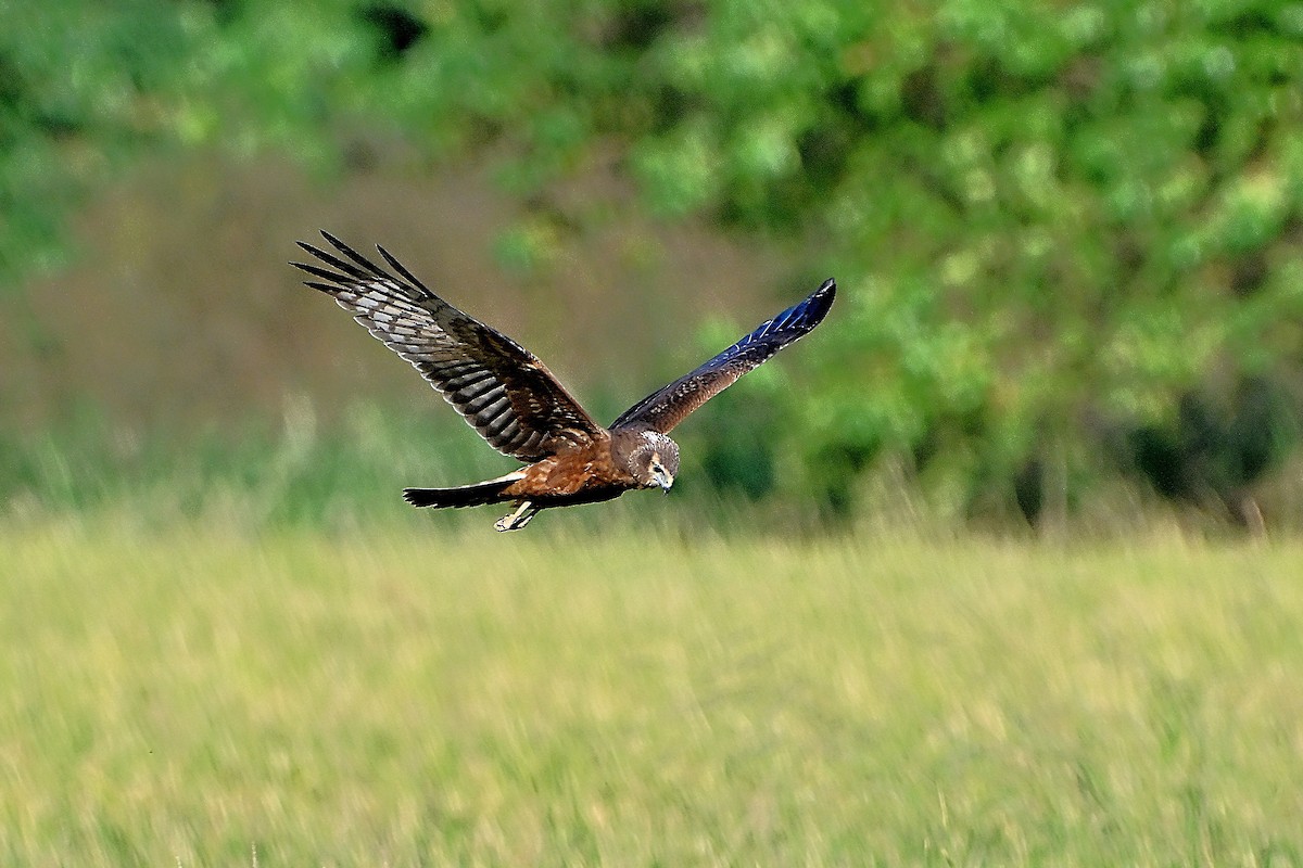 Pied Harrier - ML646234261