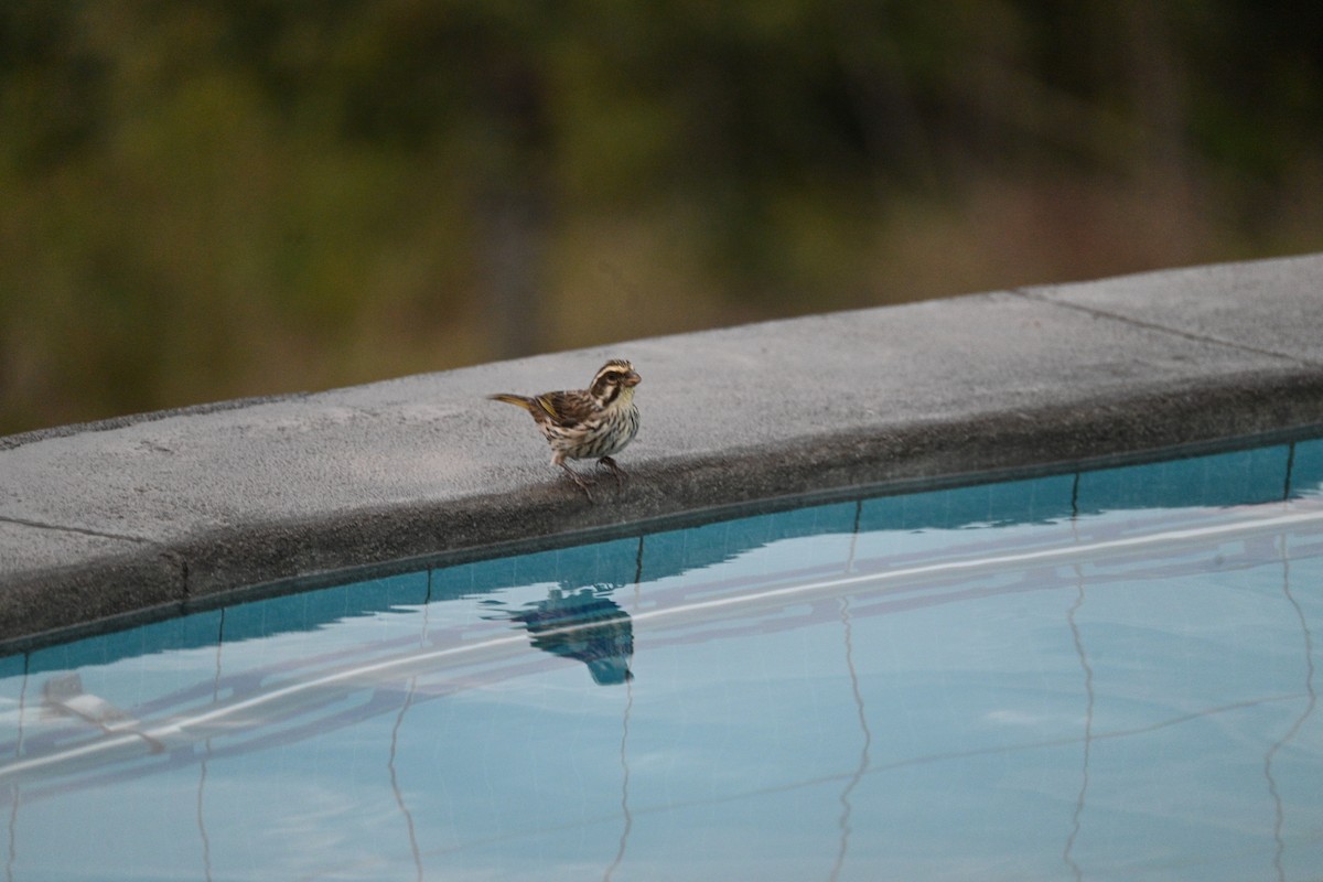 Streaky Seedeater - ML646234262