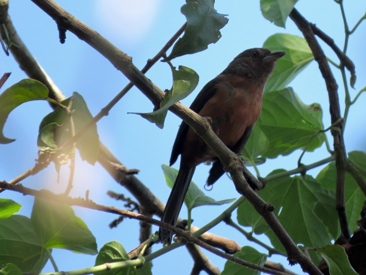 Brazilian Tanager - ML646234264