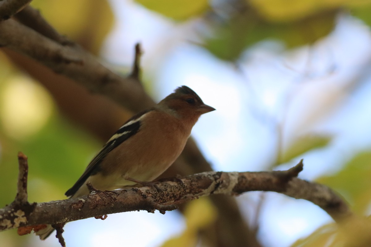 Txonta arrunta - ML646234265