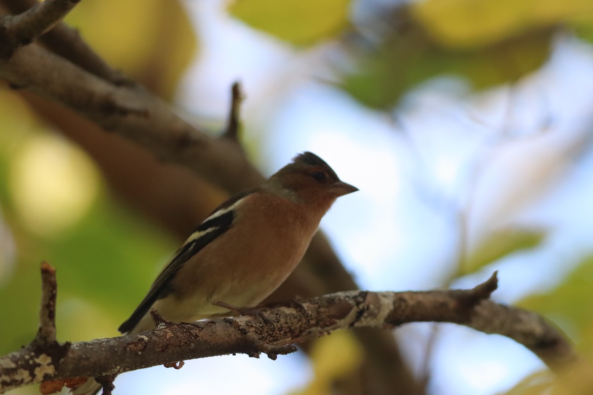 Txonta arrunta - ML646234266