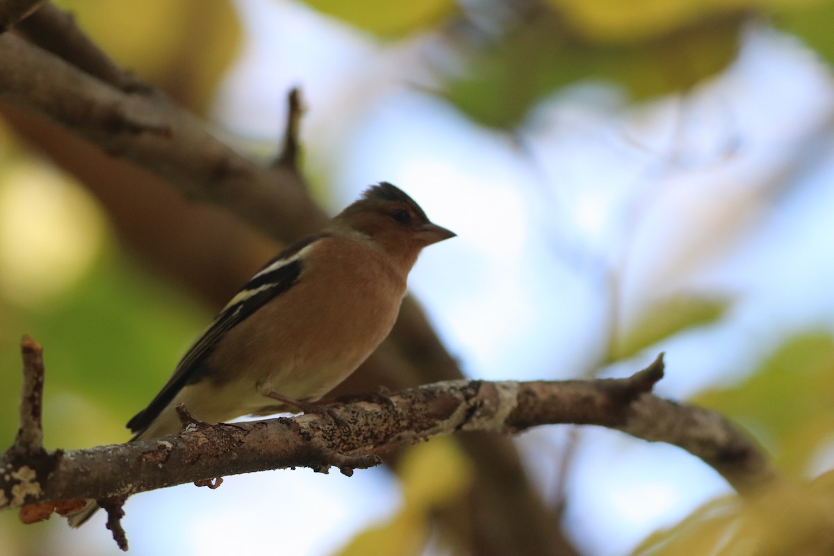 Txonta arrunta - ML646234267