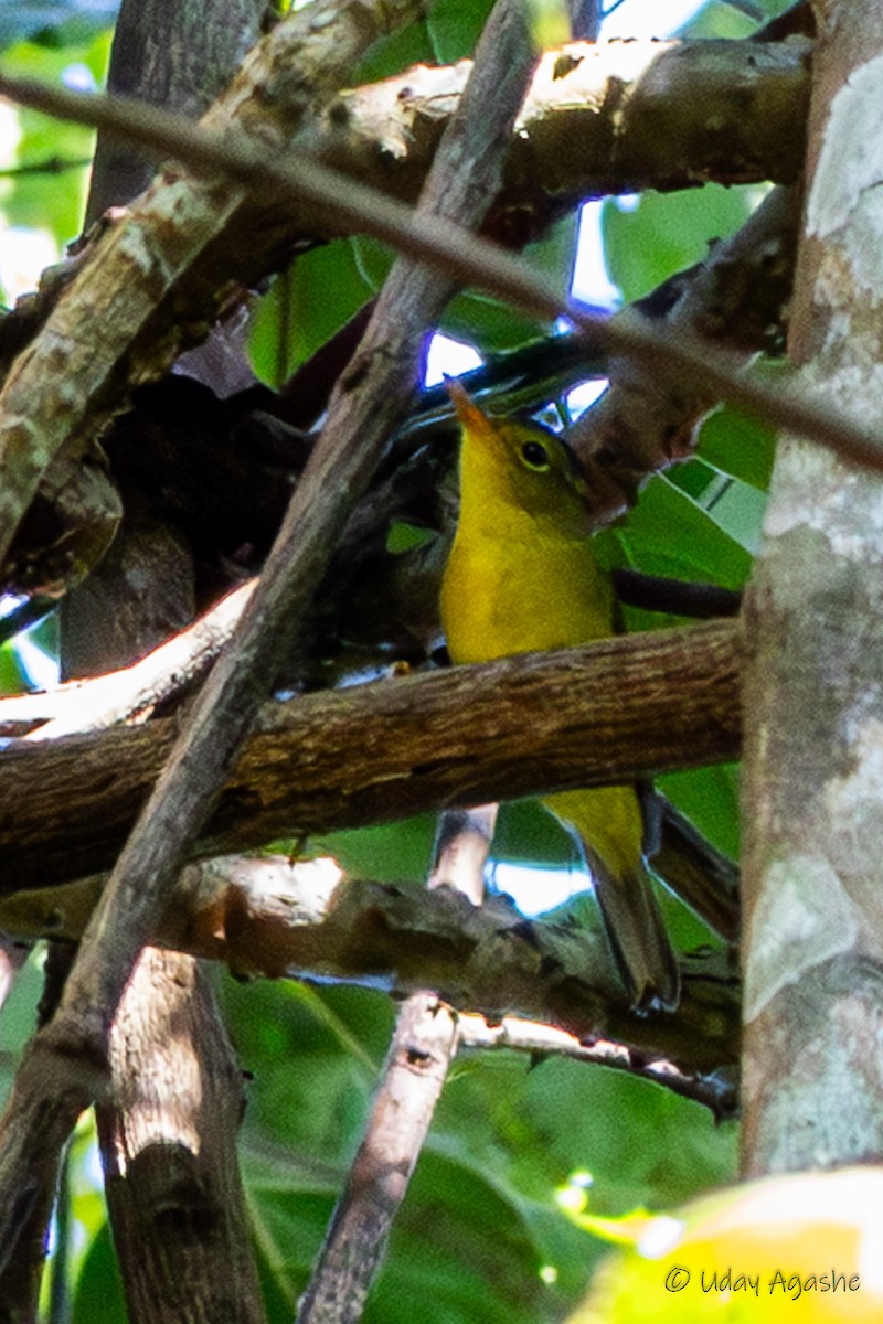Green-crowned Warbler - ML646234270