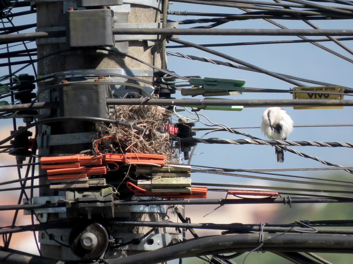 Masked Water-Tyrant - ML646234272