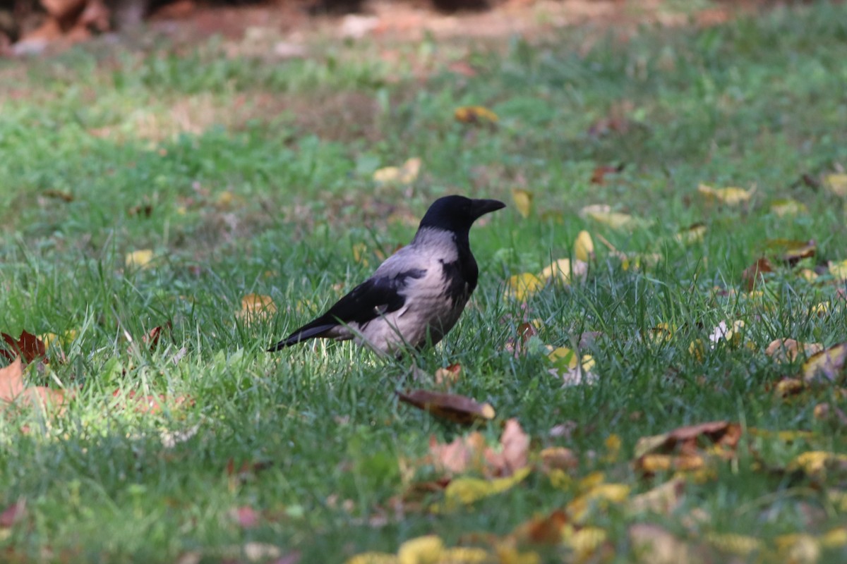 Bele txanoduna - ML646234273