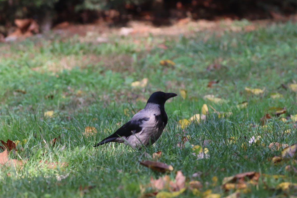 Bele txanoduna - ML646234274