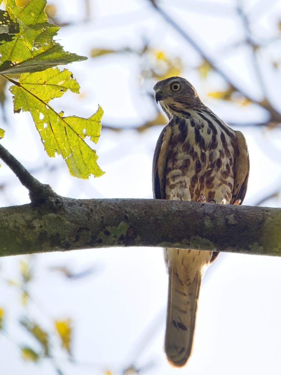 Shikra gabiraia - ML646234275