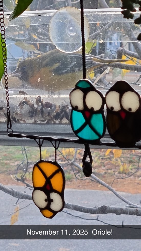 Baltimore Oriole - ML646234276