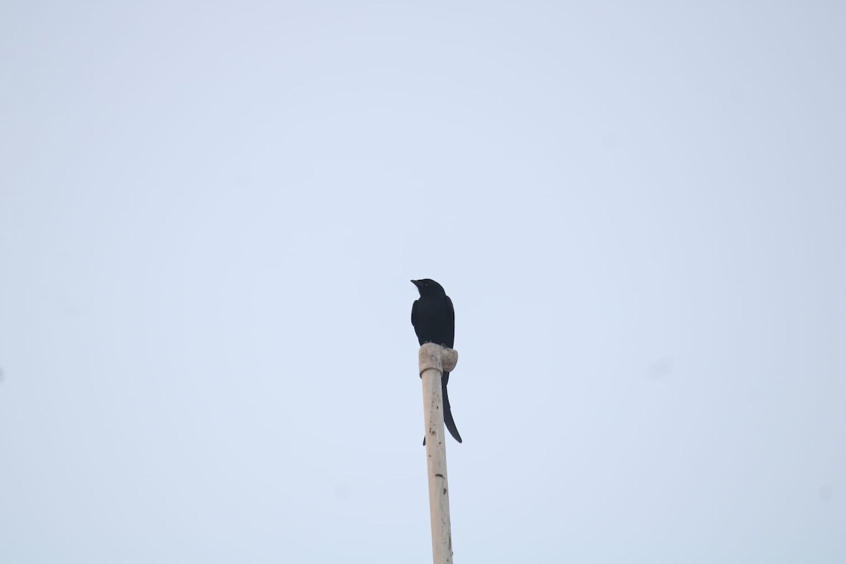 Black Drongo - ML646234277