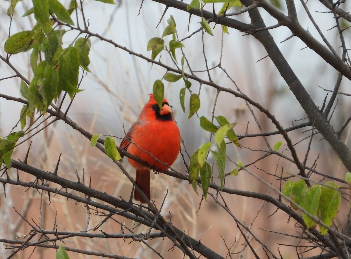 Kardinal arrunta - ML646234278