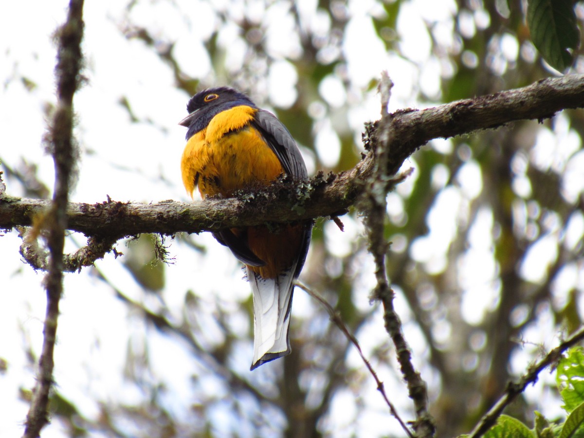 Surucua Trogon - ML646234279