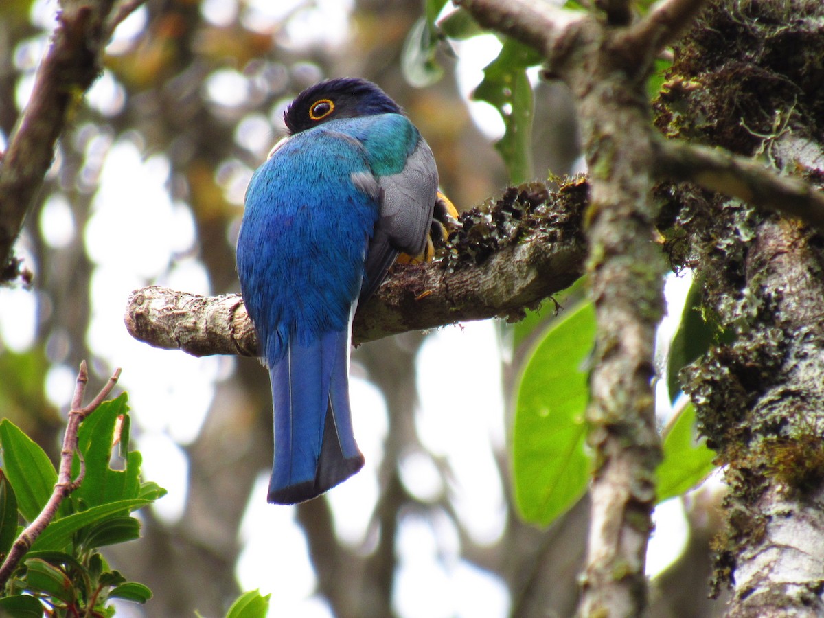 Surucua Trogon - ML646234280