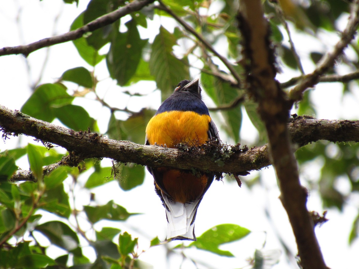 Surucua Trogon - ML646234281