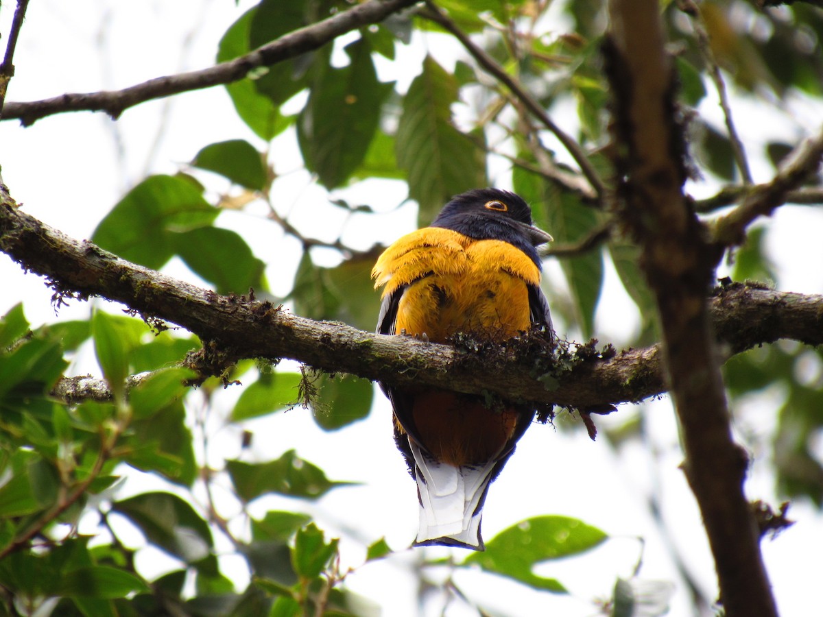 Surucua Trogon - ML646234282