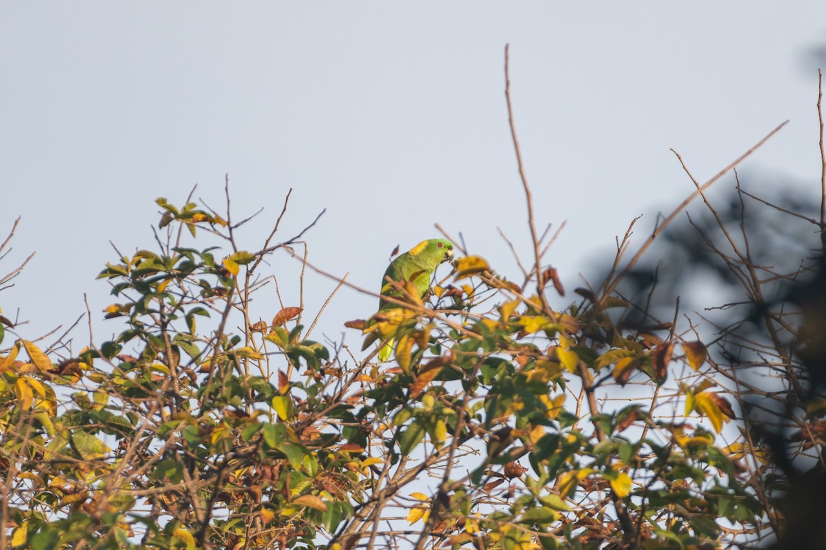 Yellow-naped Amazon - ML646234283