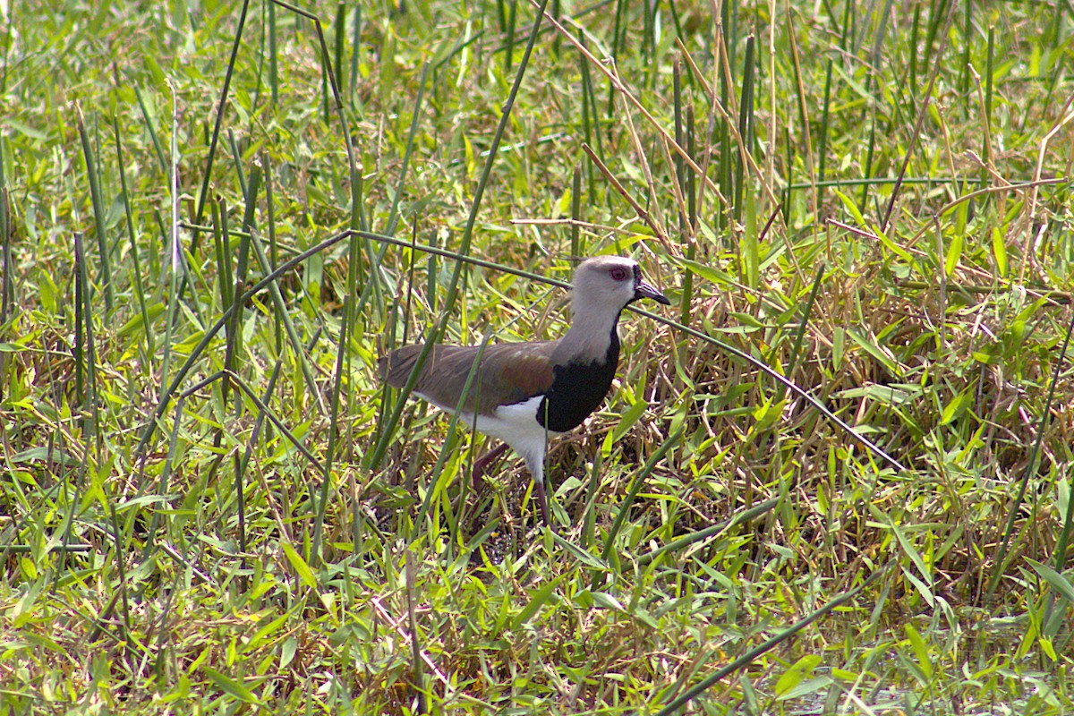 Southern Lapwing - ML646234285