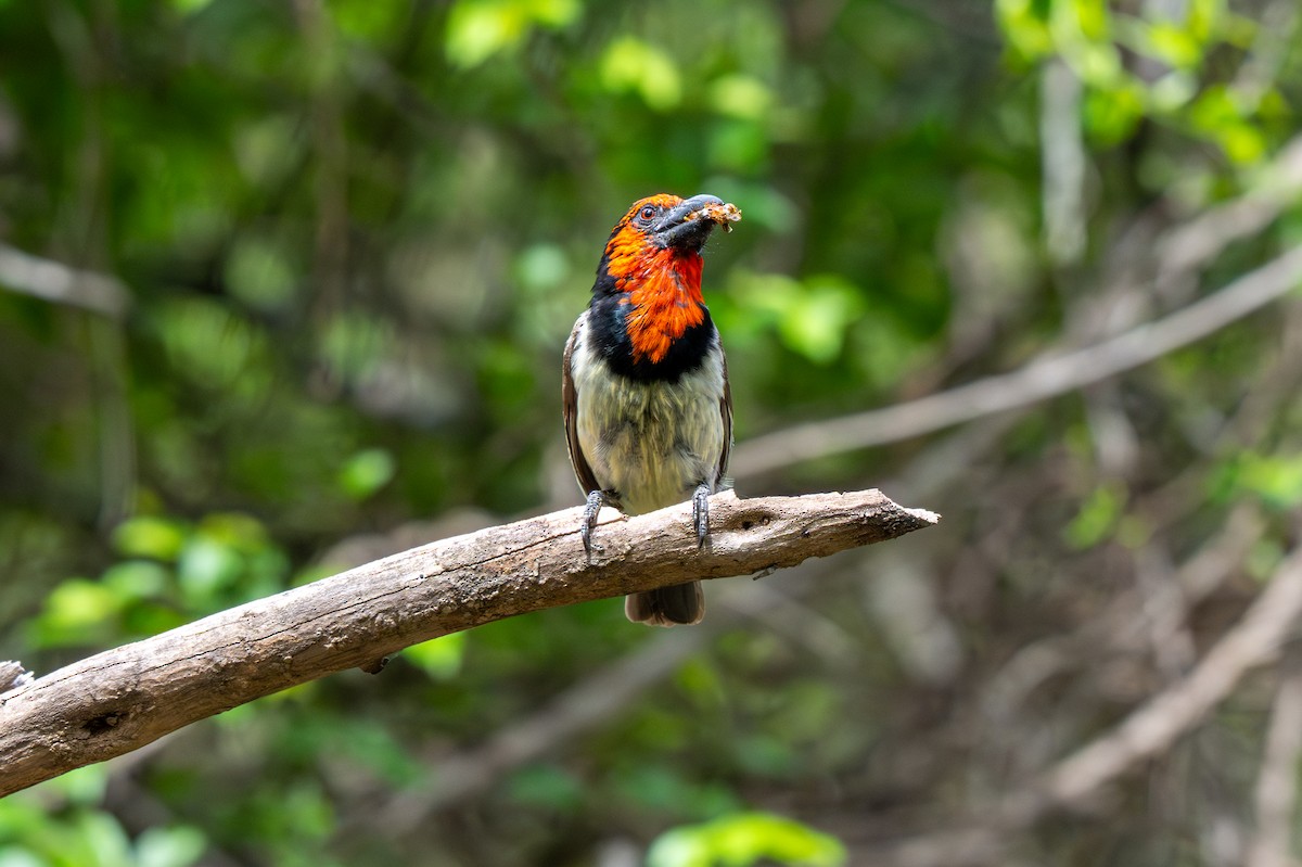 Crested Barbet - ML646234286