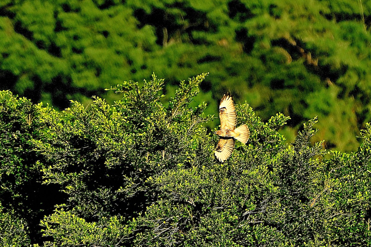 Eastern Buzzard - ML646234287