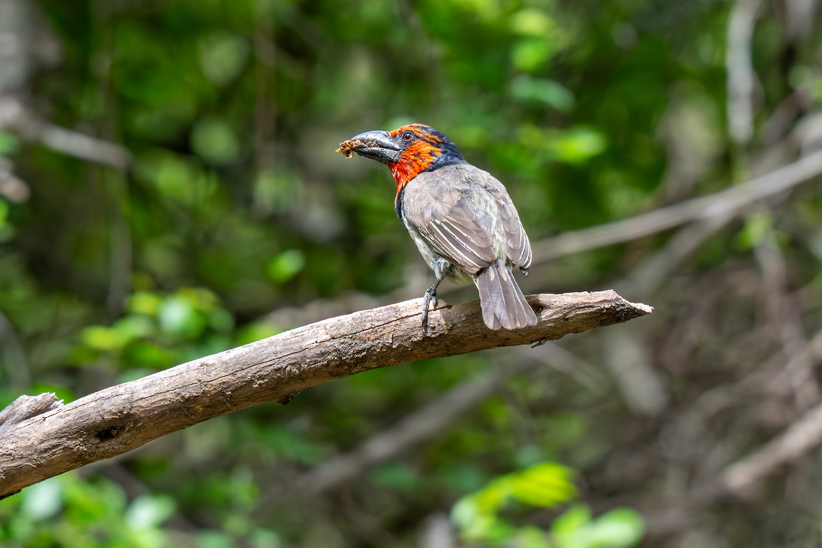 Crested Barbet - ML646234288