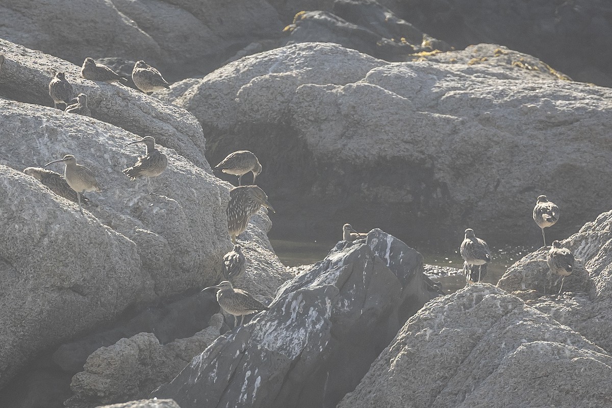 Amiltxori arrunta - ML646234289