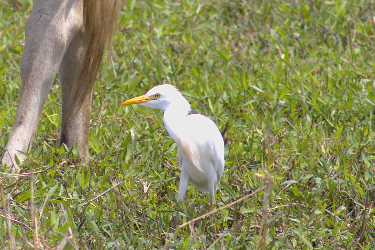 Koartzatxo itzaina - ML646234290