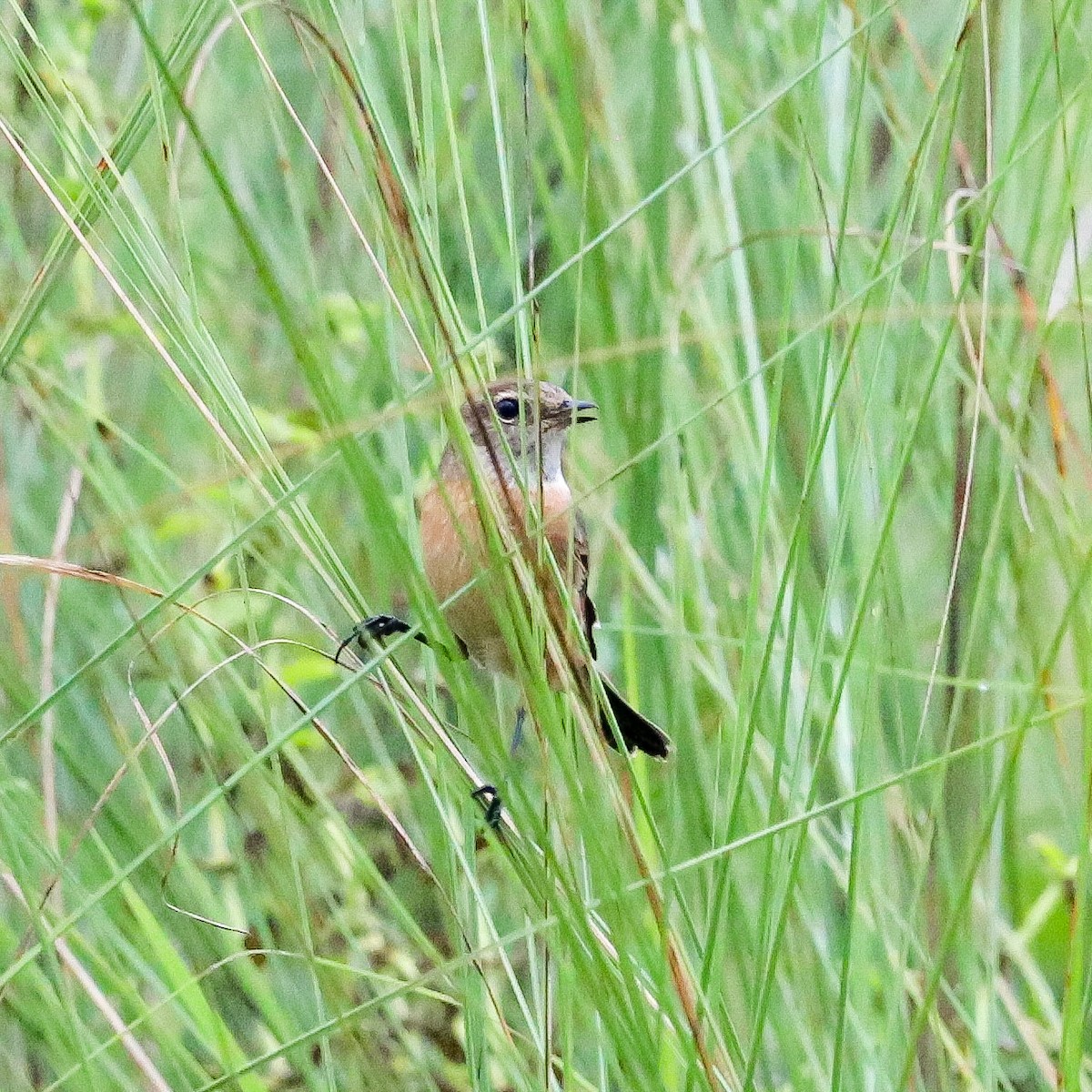 Siberian Stonechat - ML646234294