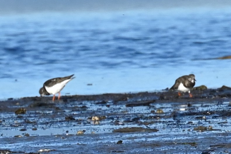 Ruddy Turnstone - ML646234301