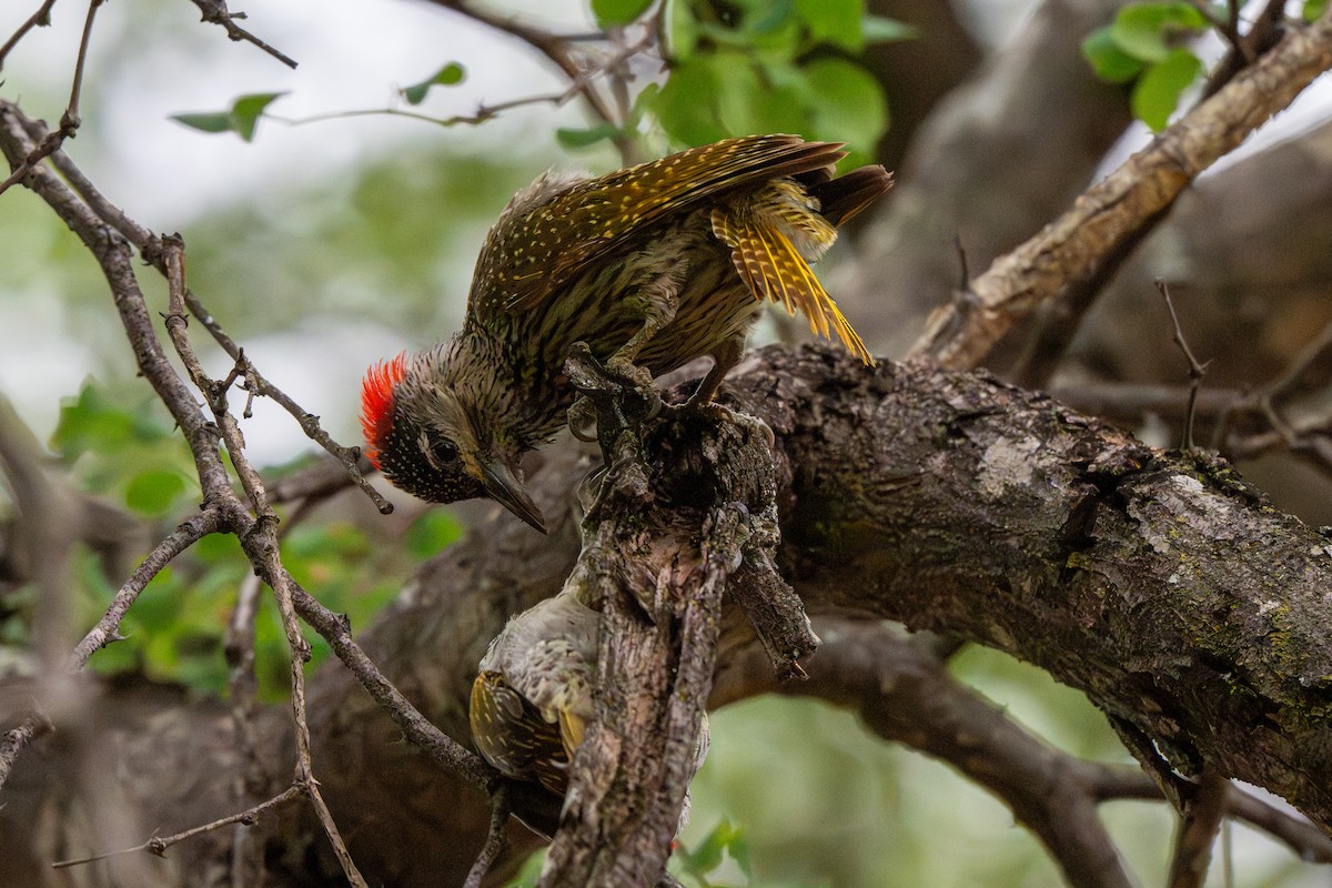 Golden-tailed Woodpecker - ML646234313