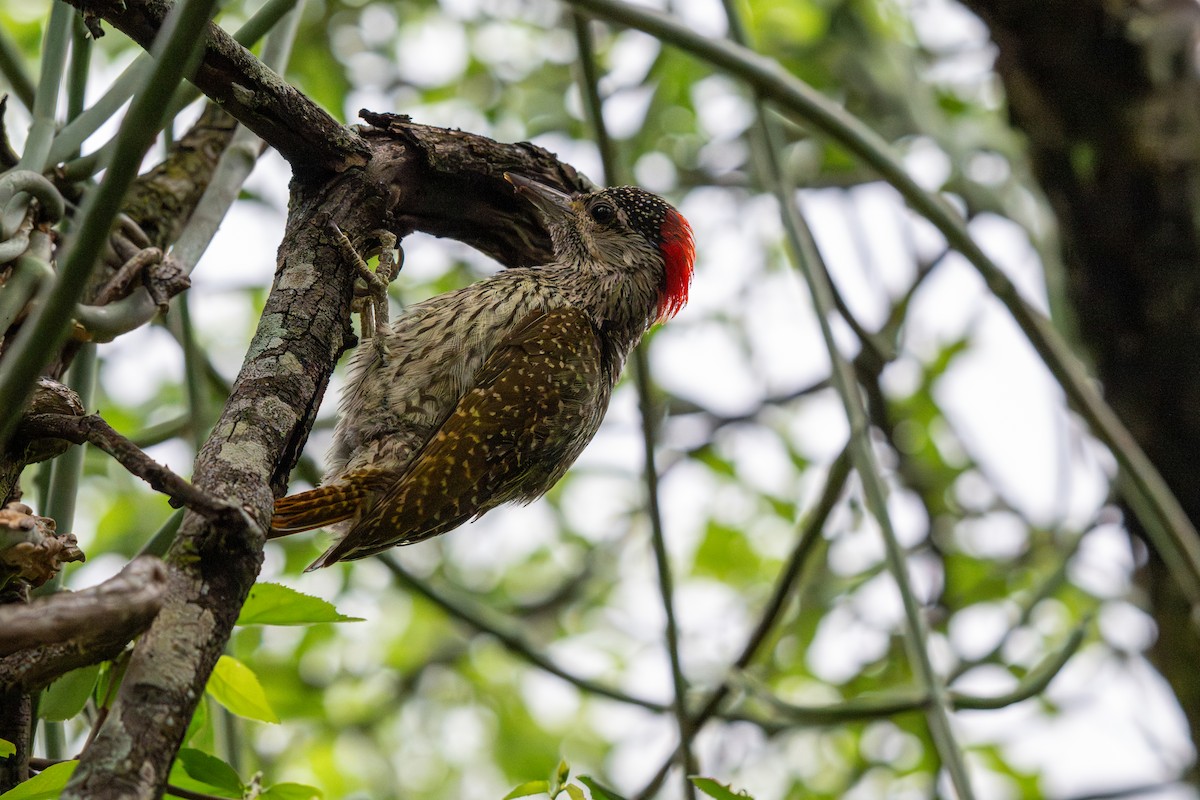 Golden-tailed Woodpecker - ML646234314
