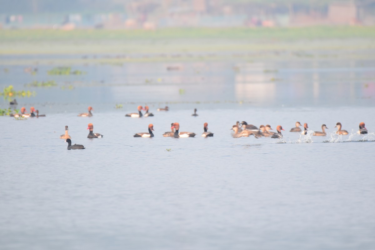 Ferruginous Duck - ML646234316