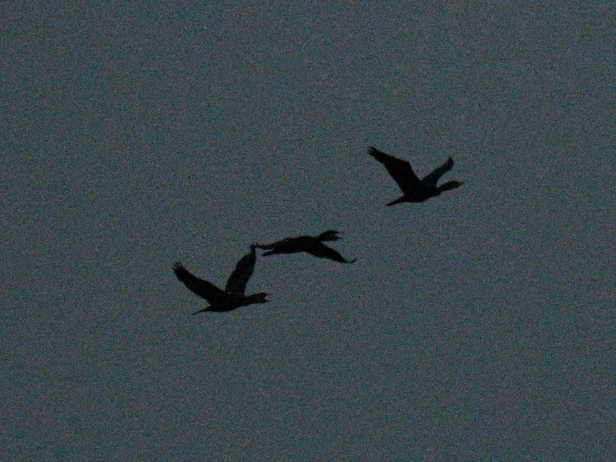 Little Cormorant - ML646234317