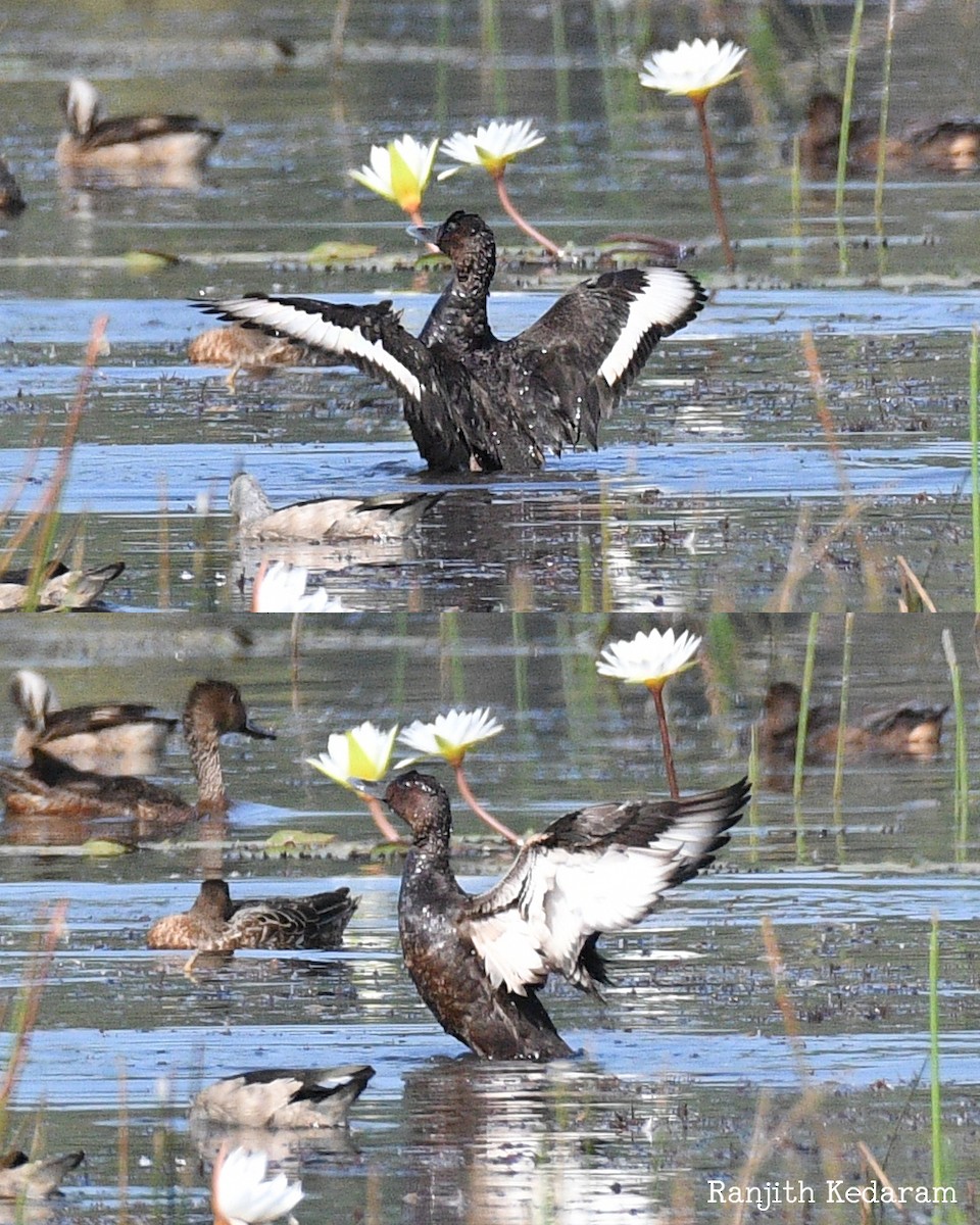 Ferruginous Duck - ML646234318