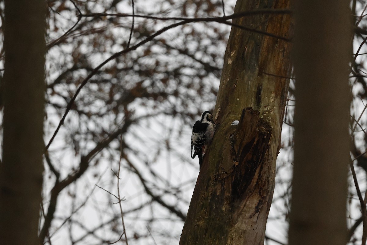 White-backed Woodpecker - ML646234319